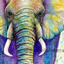 Elephant Colors (close up)