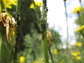 The ant farmer