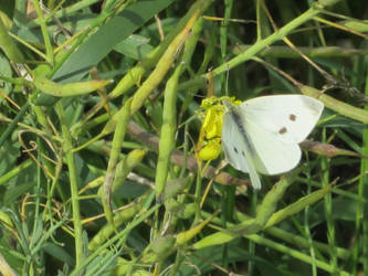 Butterflies are kind of cool too...