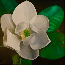 Magnolia - Oil On Canvas - 2015