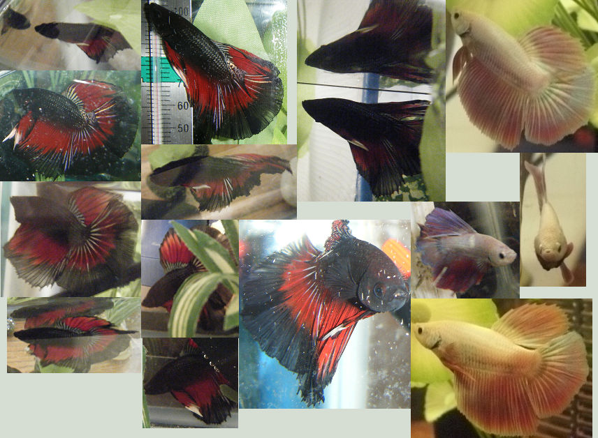 Pretty Boy Fish Prettyboys by Flaresdemise on DeviantArt