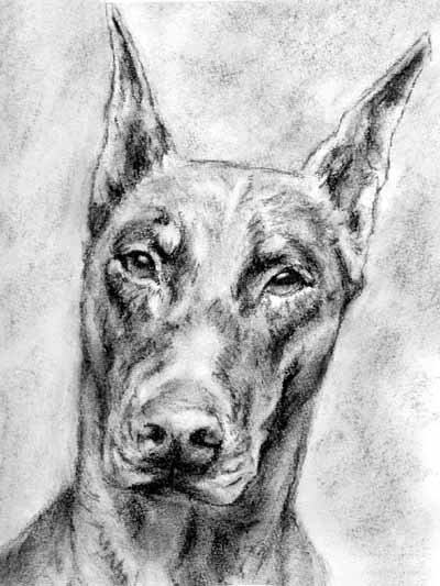 doberman sketch