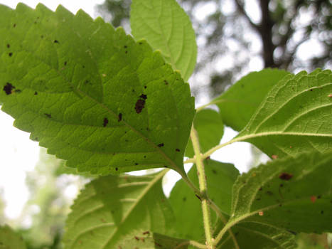 Dwarfed in Leaf