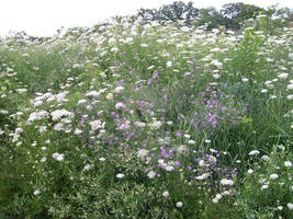 Michigan's Wildflowers