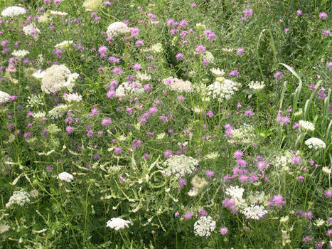 Wildflowers: A closeup picture