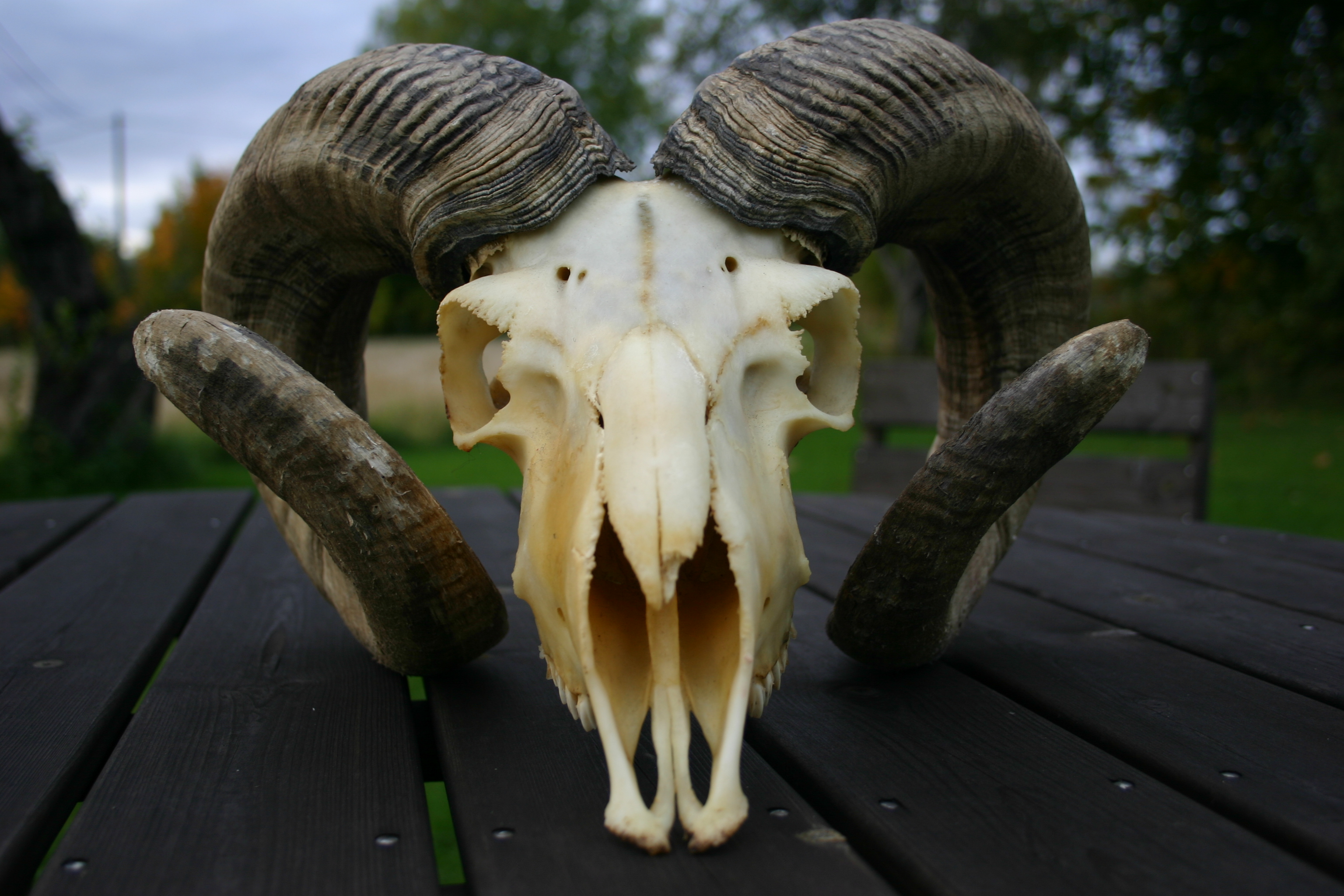 goat skull