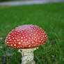 fly agaric 01