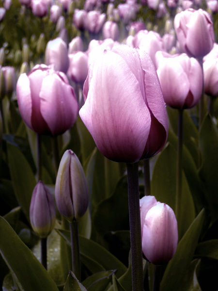 Tulips