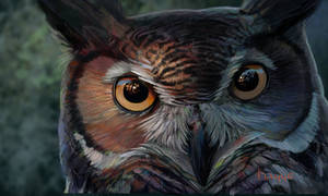 Bubo