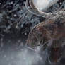 He Of Many Winters