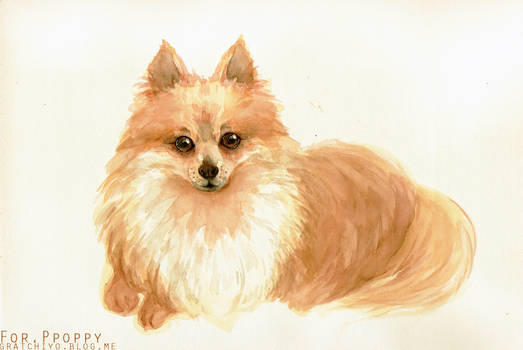 My pet _ Ppoppy_ the_ pomeranian.