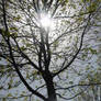 trees in the light