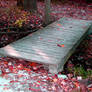 follow my path of passion
