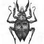 Skullback Beetle