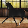 SSR Chaccoben Hur | Foal Design