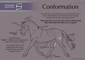 Holunder Sport-Horse | Conformation