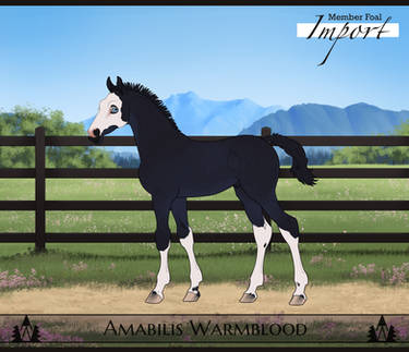 SHV Judas Maskerade | FOAL DESIGN