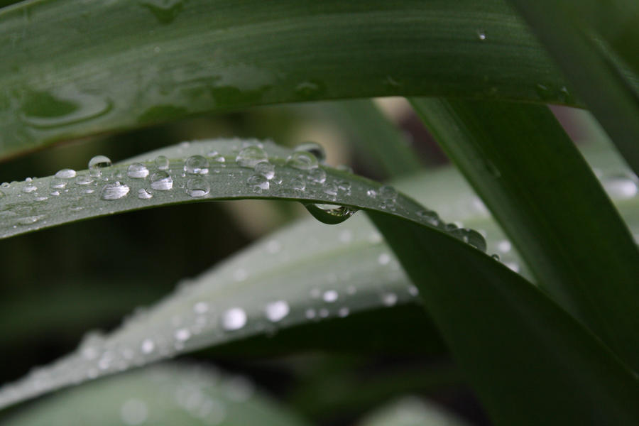 Spring dew by PhotoHunter233 on DeviantArt