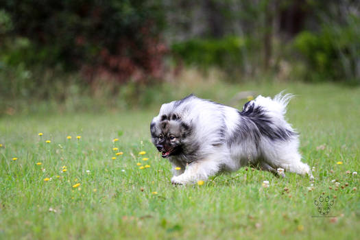 KT the Keeshond