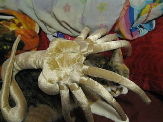 Facehugger love