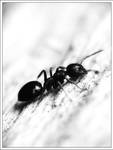 Ant bw by rudar