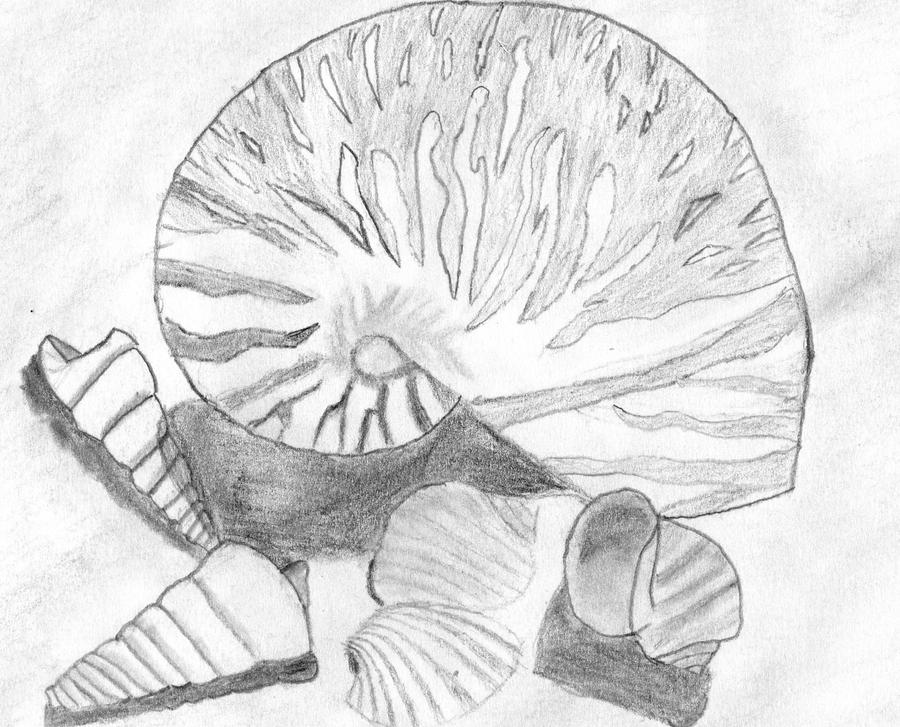Shell Traceart some shells by ChrisWanders on DeviantArt