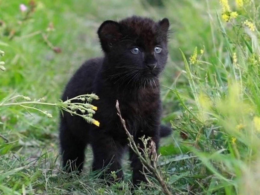Lithe Panthers ~{Hiro - Little Black Panther}~ by LiraSanTyan on DeviantArt