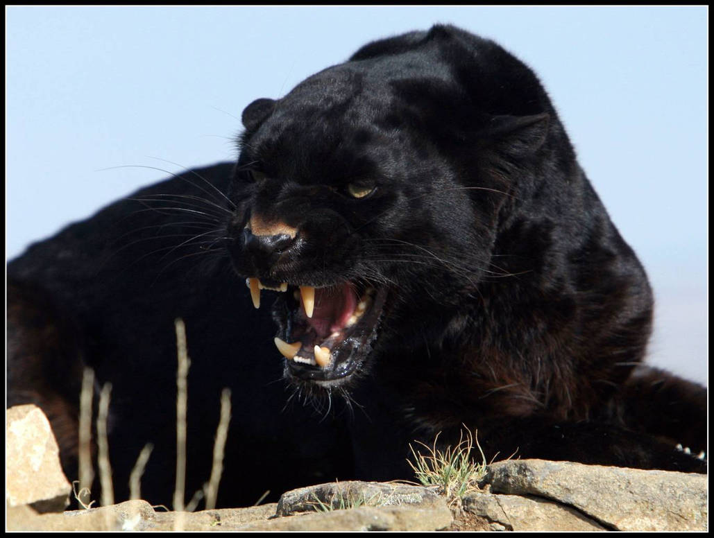 Агрессивные авы. Пантера Шварцера» (2014; черная пантера ). Черная пантера меланист. Черный тигр меланист. Оскал чёрная пантера животное.