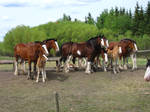 Clydesdale Family 4 by okbrightstar-stock