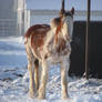 Clydesdale Yearlings 13