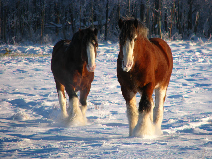 Clydesdale Geldings 2