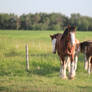 Clydesdales 10