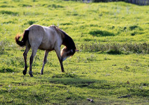 Buckskin 3