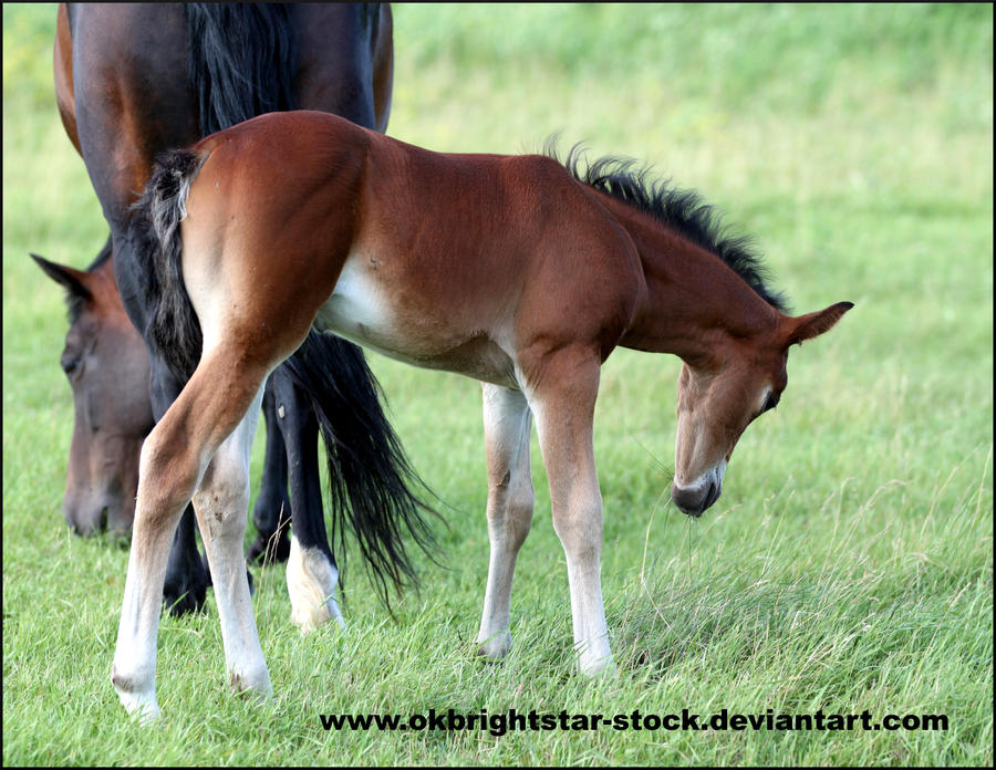 Friendly Mare Foal 7