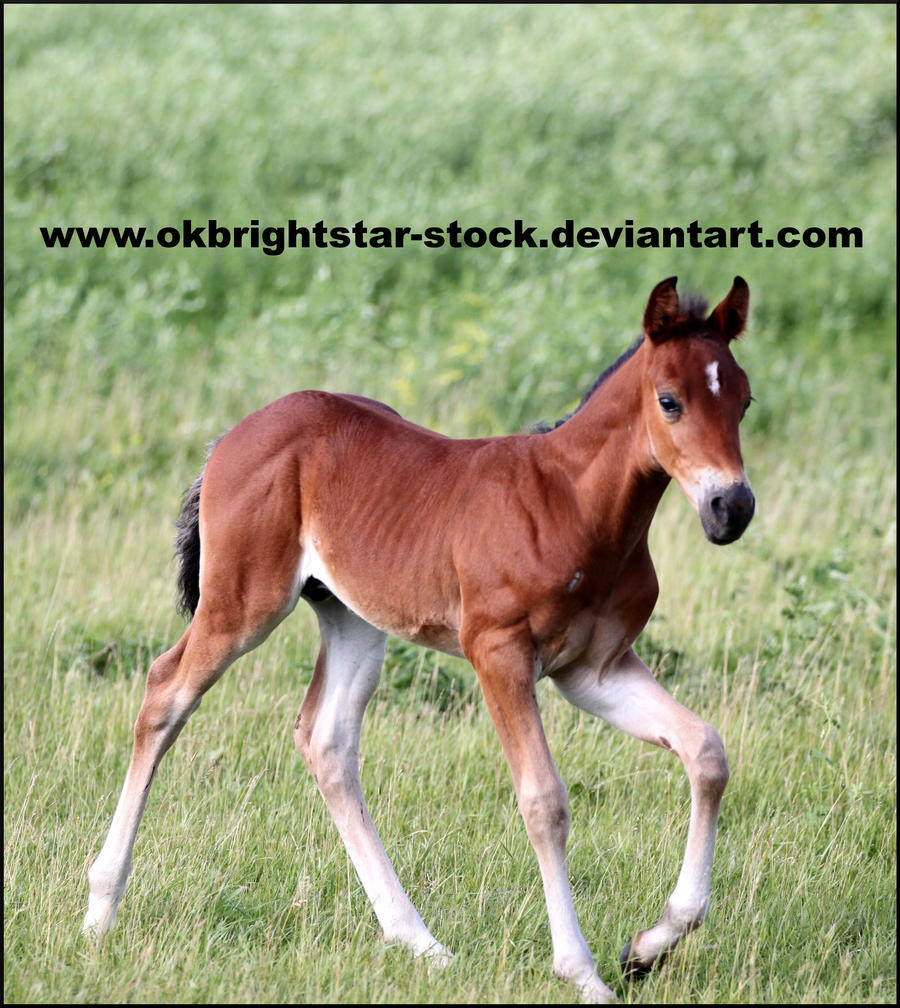 Friendly Mare Foal 11