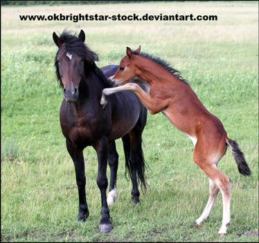 Friendly Mare Foal 14