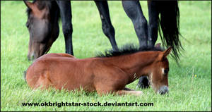 Friendly Mare Foal 17