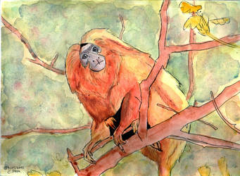 Golden lion tamarin