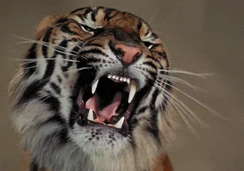 Tiger Ready To Attack Gif by sablebomb on DeviantArt