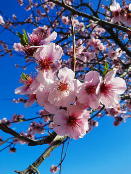 Almond blossom 