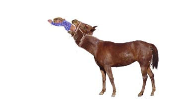 Horse Vore 1 By Venecio On DeviantArt horse-vore-1-by-venecio-on-deviantart