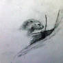 Small Otter Sketch