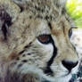 ICDC Cheetah Pic