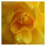 Yellow Rose 4