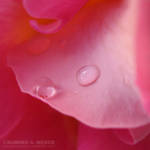 Pink Petal by KSMPhotography