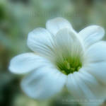 Tiny White Flower by KSMPhotography