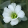 Tiny White Flower 6