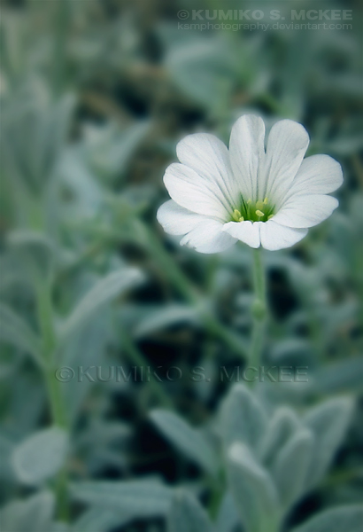 Tiny White Flower 9