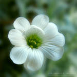 Tiny White Flower 10 by KSMPhotography