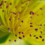 Pistils and Stamens 4